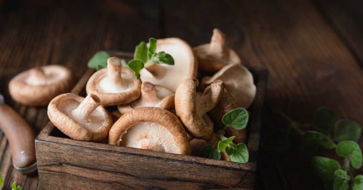 Le shiitake : un trésor culinaire à découvrir