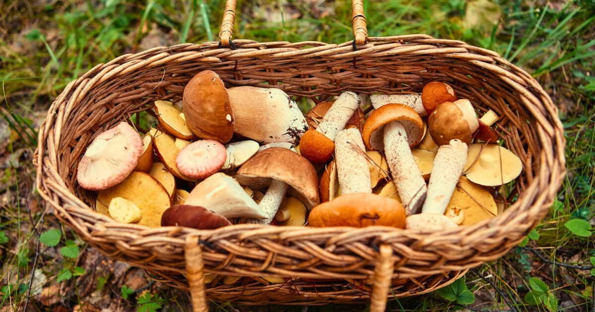 Champignons à fuir : les dangers de la cueillette