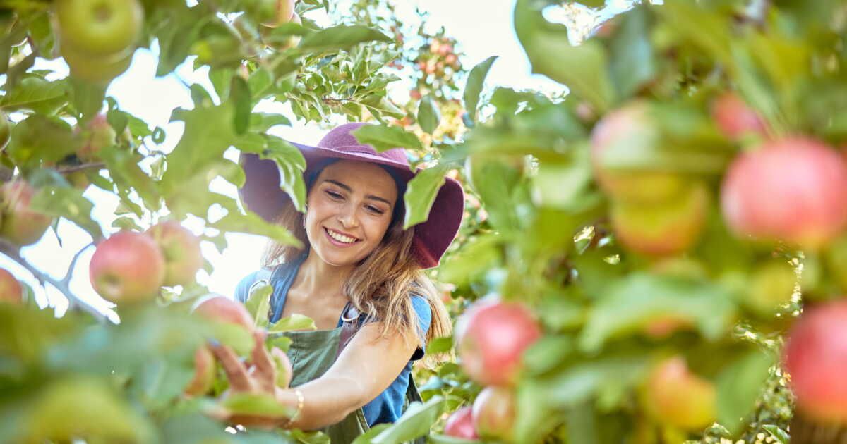 Les pommes : un trésor de bienfaits pour votre santé