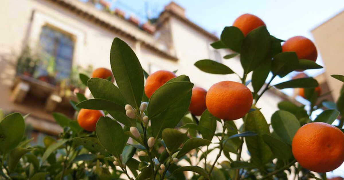 L'orange, ce trésor vitaminé : tout ce que vous devez savoir