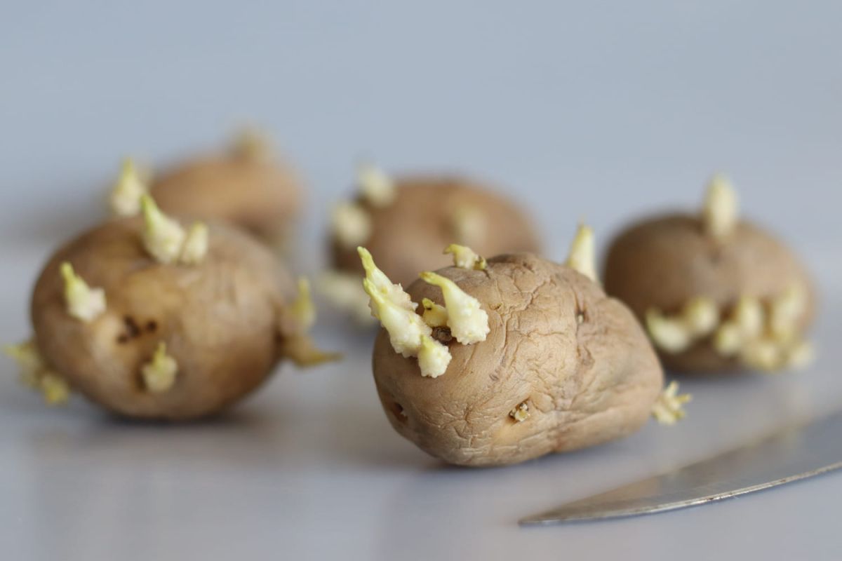 Peut-on vraiment consommer des pommes de terre germées ?
