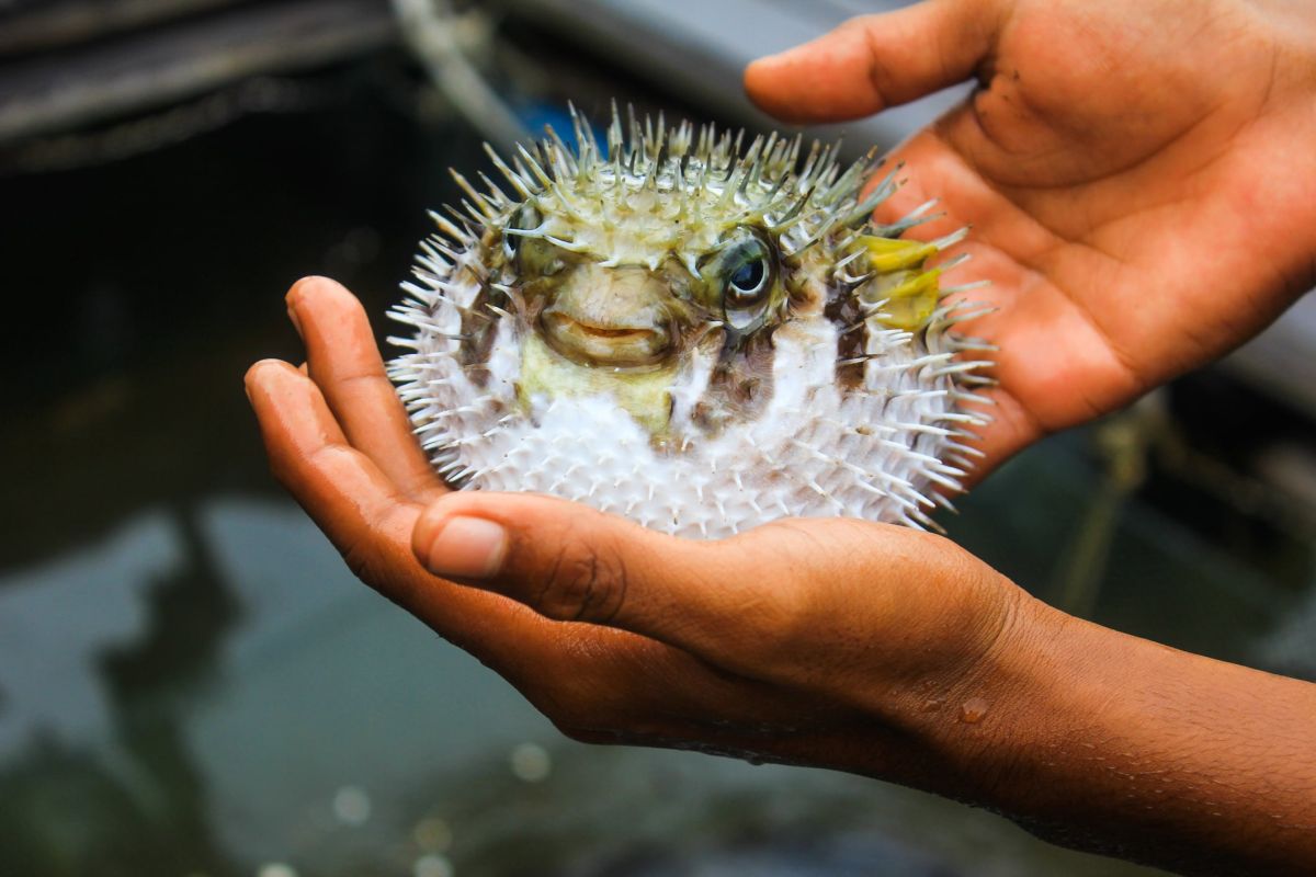 Poisson fatal : l'alerte des fugu mal préparés au Japon