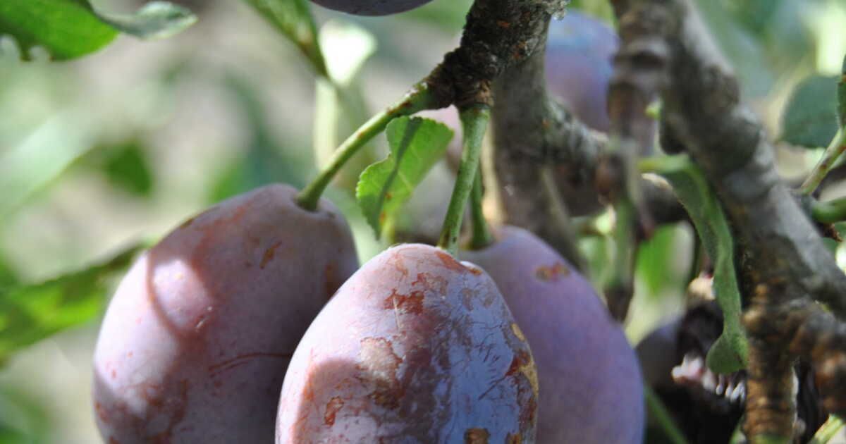 Tout savoir sur le pruneau