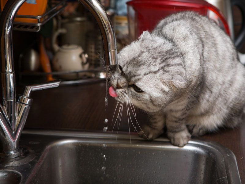 l'eau du robinet : est-elle vraiment sûre pour tous ?