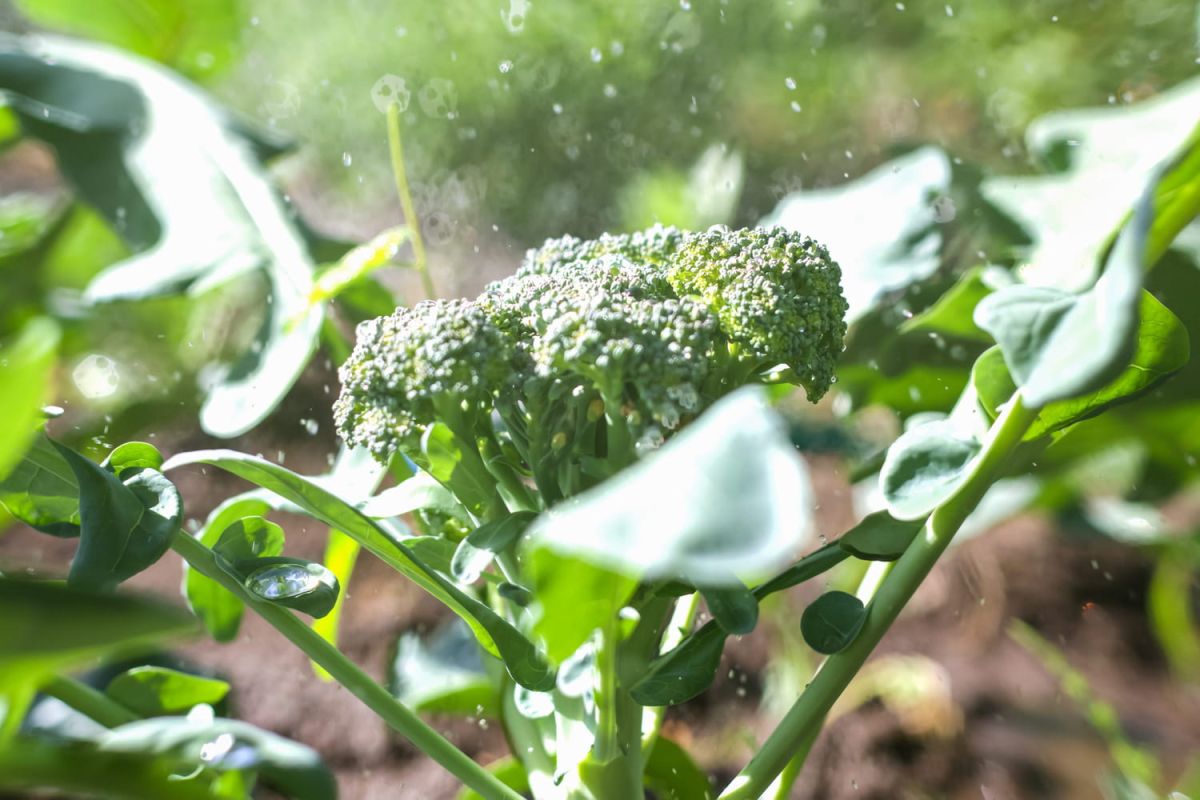 Découvrez les fleurs comestibles du brocoli et leur délicieuse recette