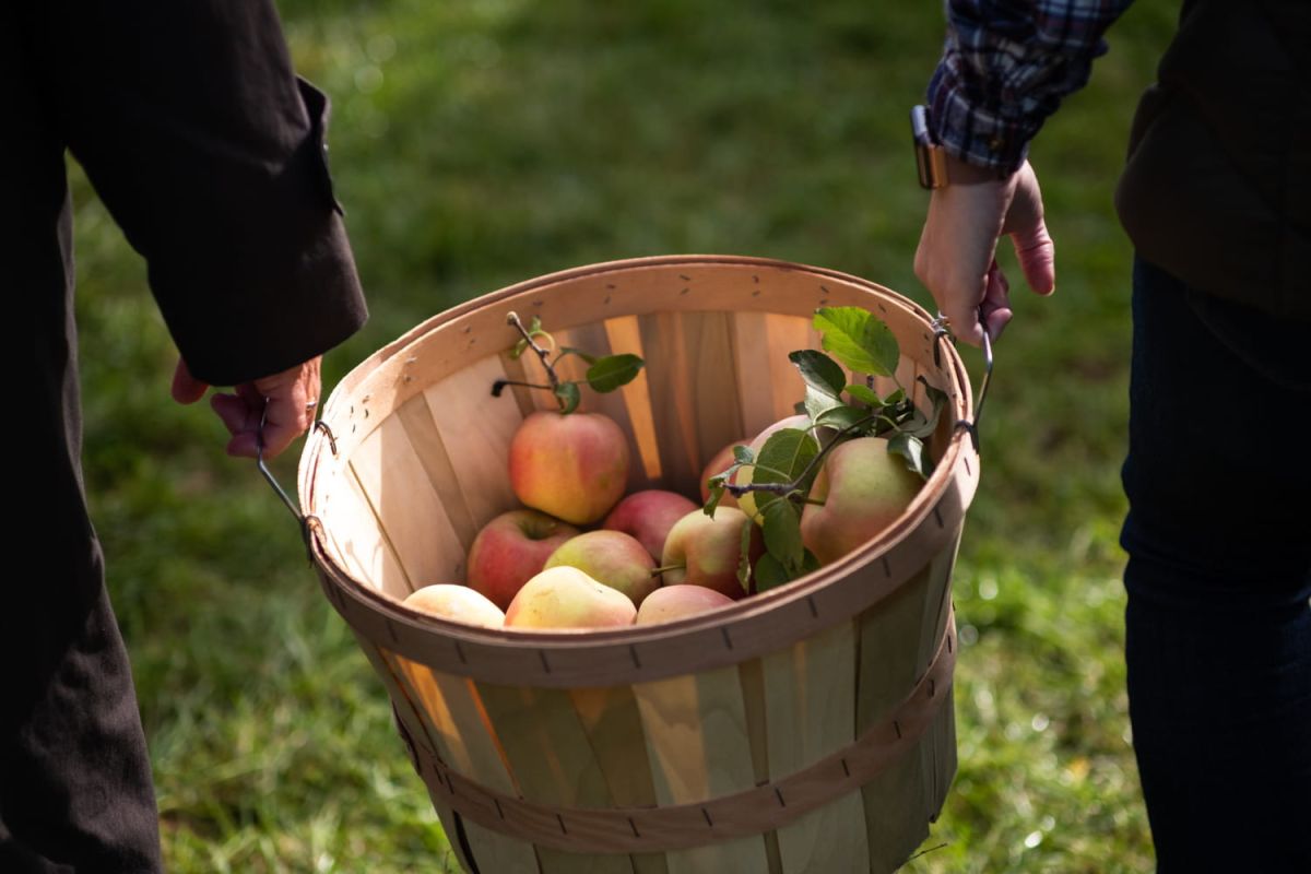 Les vergers en France : où cueillir vos pommes cet automne ?