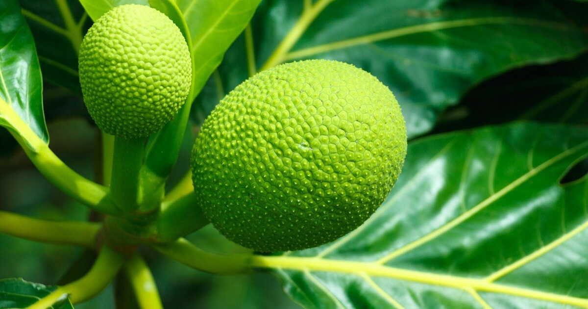Fruit à pain : un trésor gastronomique à savourer