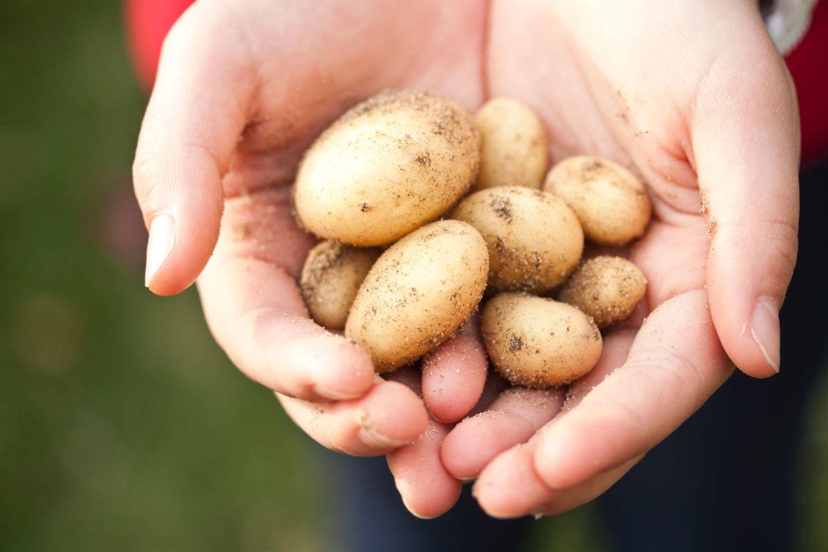 Pénurie de pommes de terre : quelles conséquences pour les consommateurs ?
