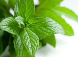 découvrez les trésors santé des herbes aromatiques