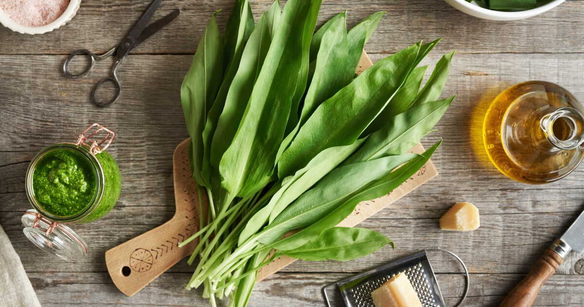 Découvrez les délices de l'ail des ours : 15 recettes à savourer